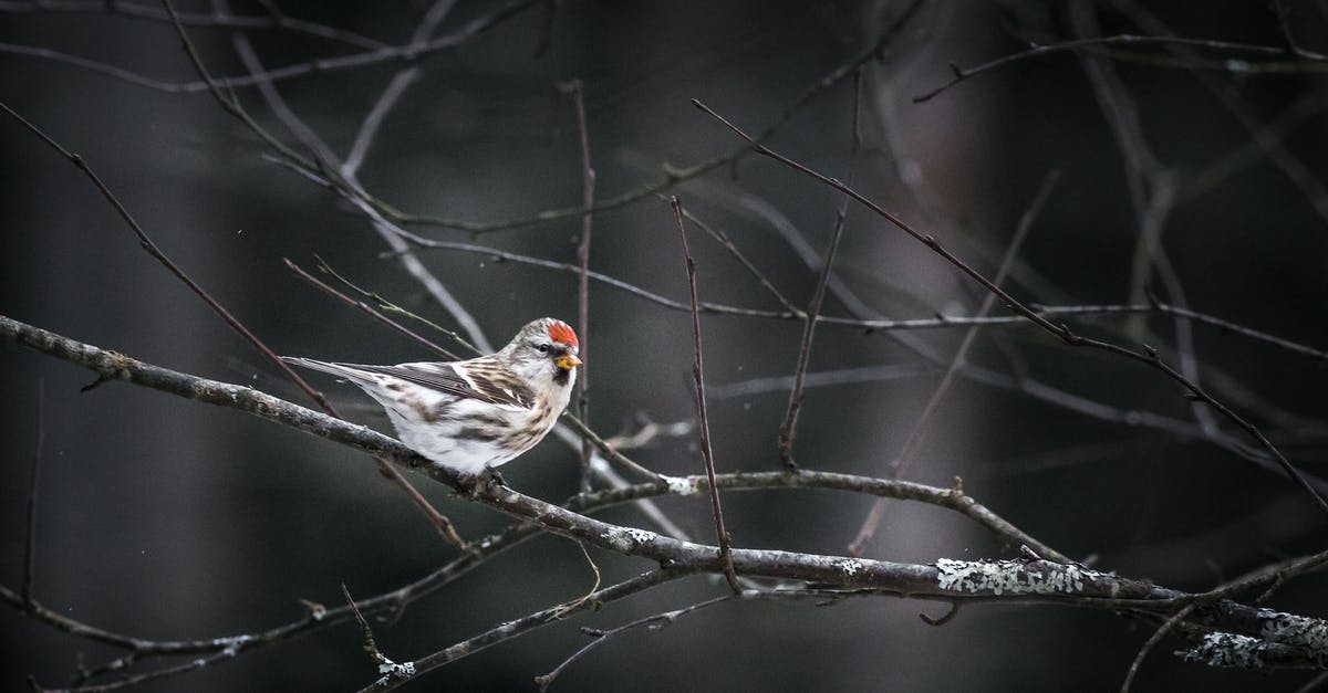 Broiling Specifics - Brown and White Bird on Tree Branch Broiling Specifics - Brown and White Bird on Tree Branch