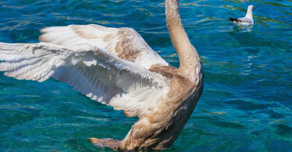 Brown rice aricini but always end up with too much water - Brown and White Goose on Clear Water Brown rice aricini but always end up with too much water - Brown and White Goose on Clear Water