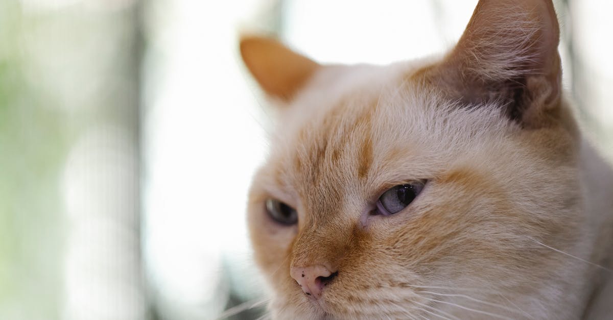 Brown spots in purple sweet potato - Cute cat with brown and white fur and spots on nose looking away on blurred background