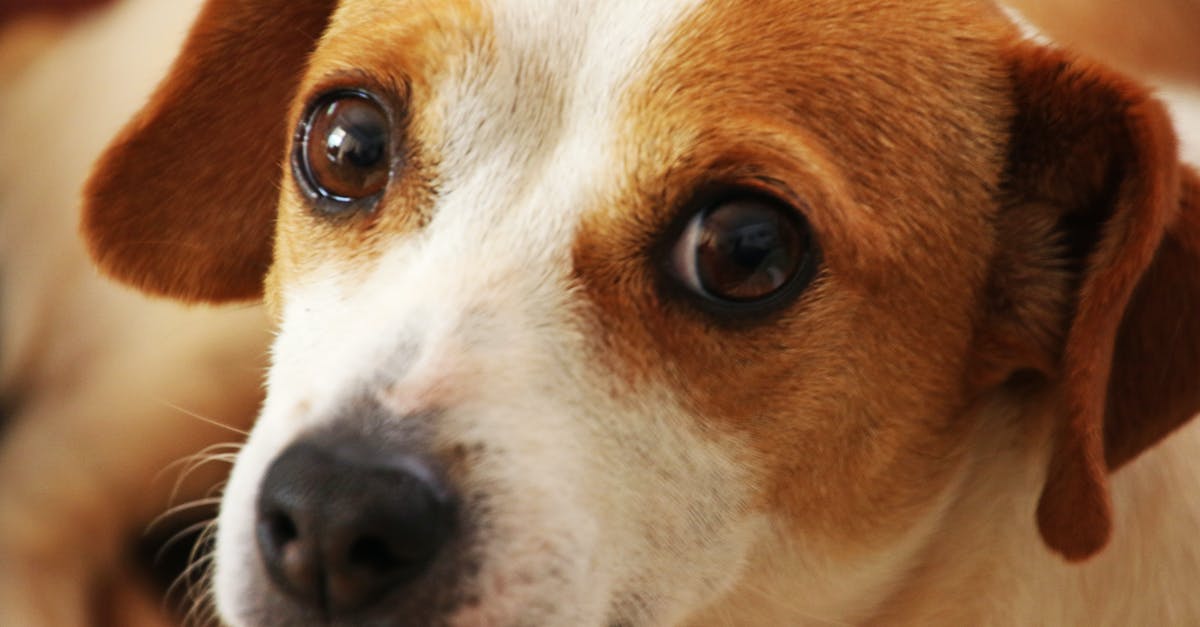 Brown streaking in cooked idli, from white looking batter - what gives? - Close Up Photo of Short-coated Brown and White Dog Brown streaking in cooked idli, from white looking batter - what gives? - Close Up Photo of Short-coated Brown and White Dog