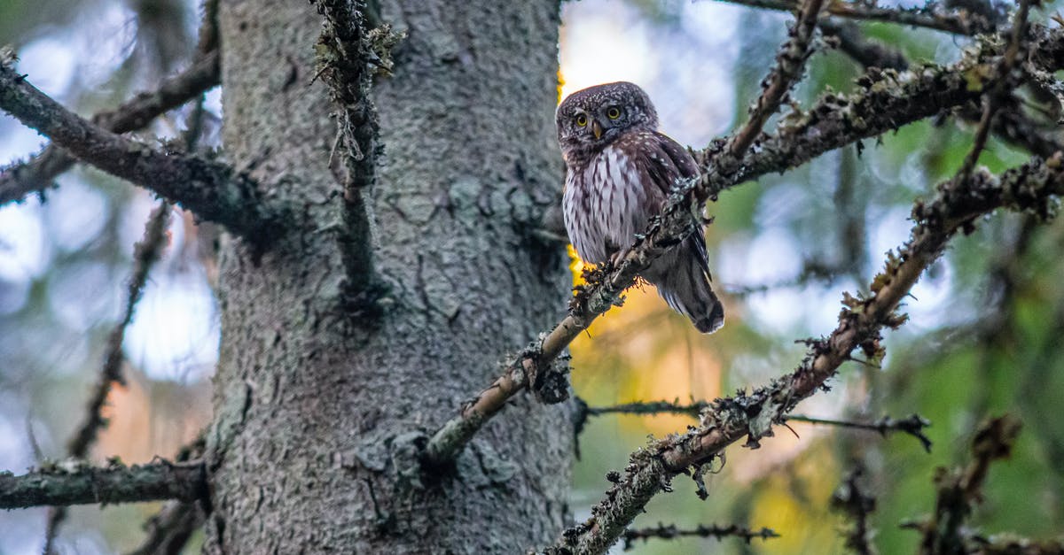 Brown streaking in cooked idli, from white looking batter - what gives? - Pygmy Owl Perched on Tree Branch Brown streaking in cooked idli, from white looking batter - what gives? - Pygmy Owl Perched on Tree Branch