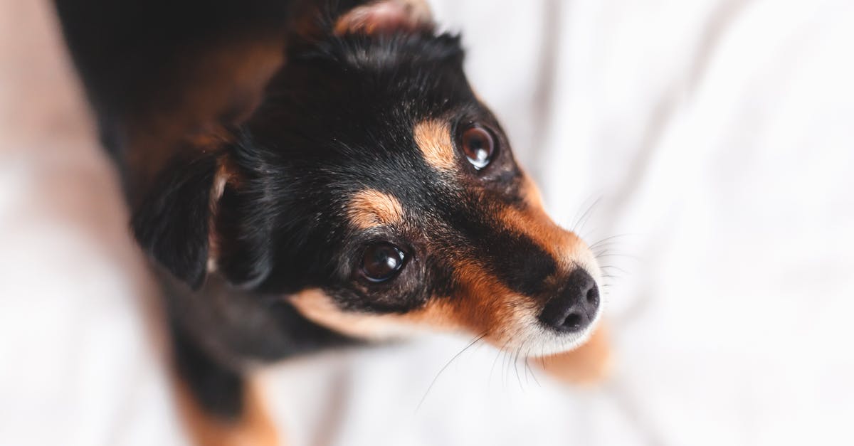 Brown streaking in cooked idli, from white looking batter - what gives? - Adorable puppy of dachshund dog breed Brown streaking in cooked idli, from white looking batter - what gives? - Adorable puppy of dachshund dog breed