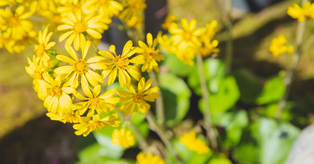 Buckwheat groats have grassy smell? - High angle of blossoming yellow wildflowers growing in green field near plants and grass in sunny summer day Buckwheat groats have grassy smell? - High angle of blossoming yellow wildflowers growing in green field near plants and grass in sunny summer day