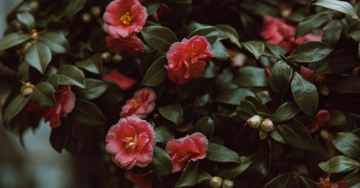 Camellia sinensis var. assamica in Yunnan? - Fully Bloomed Flowers With Green Leaves Camellia sinensis var. assamica in Yunnan? - Fully Bloomed Flowers With Green Leaves