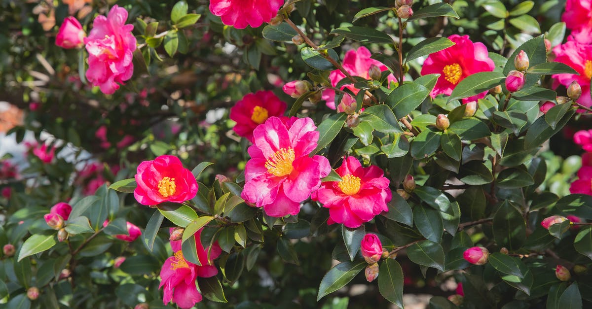 Camellia sinensis var. assamica in Yunnan? - Abundance of tender camellia flowers with pink petals and green leaves growing on branches of blooming bush in sunny park Camellia sinensis var. assamica in Yunnan? - Abundance of tender camellia flowers with pink petals and green leaves growing on branches of blooming bush in sunny park