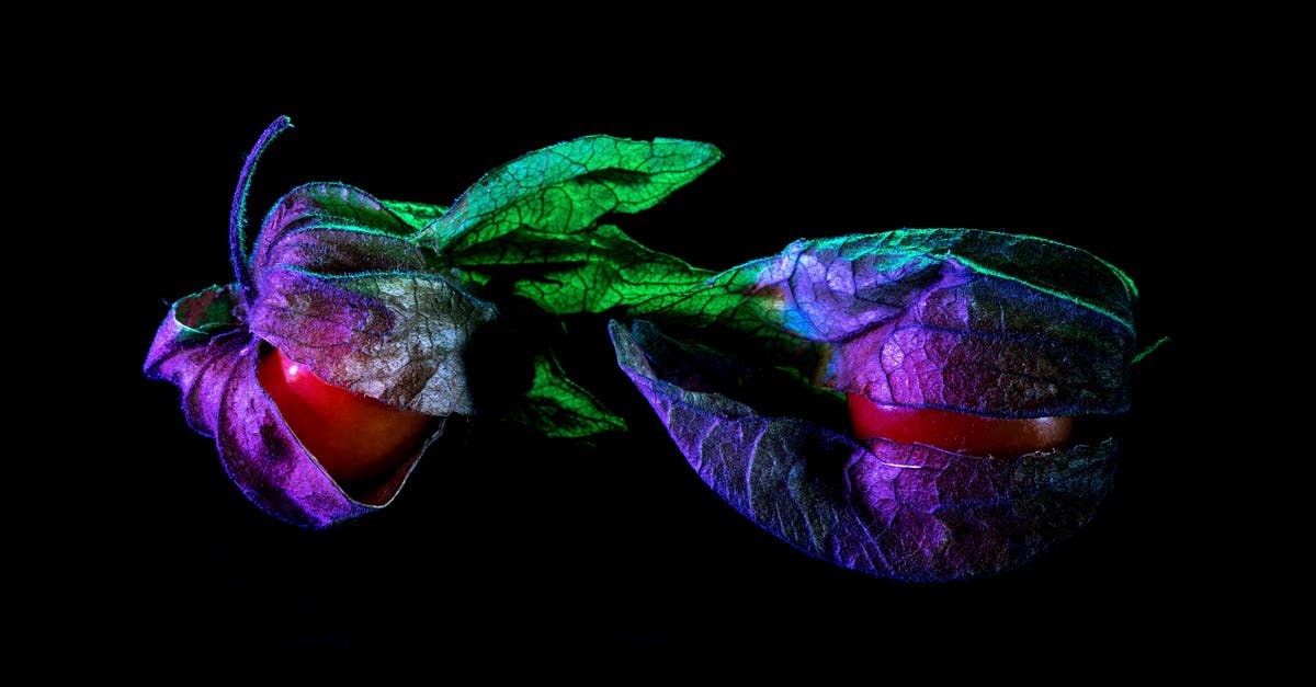 Can a convection microwave be used to dry fruit - Physalis with dry leaves in neon light Can a convection microwave be used to dry fruit - Physalis with dry leaves in neon light