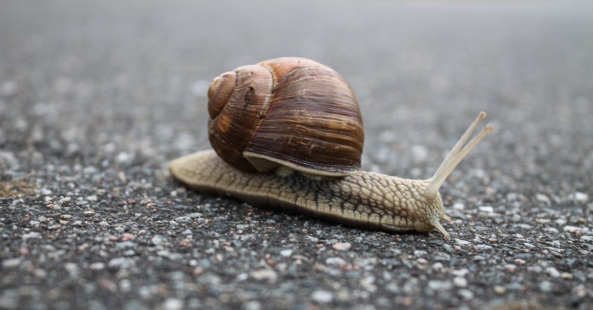 Can a slow cooker meatloaf get a browned crust? - Close-up of Snail on Ground Can a slow cooker meatloaf get a browned crust? - Close-up of Snail on Ground