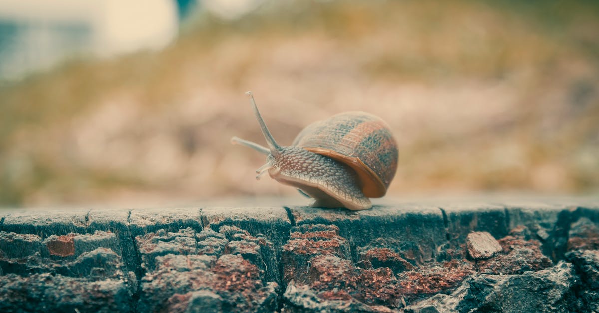Can a slow cooker meatloaf get a browned crust? - Brown Snail on Gray Concrete Surface Can a slow cooker meatloaf get a browned crust? - Brown Snail on Gray Concrete Surface
