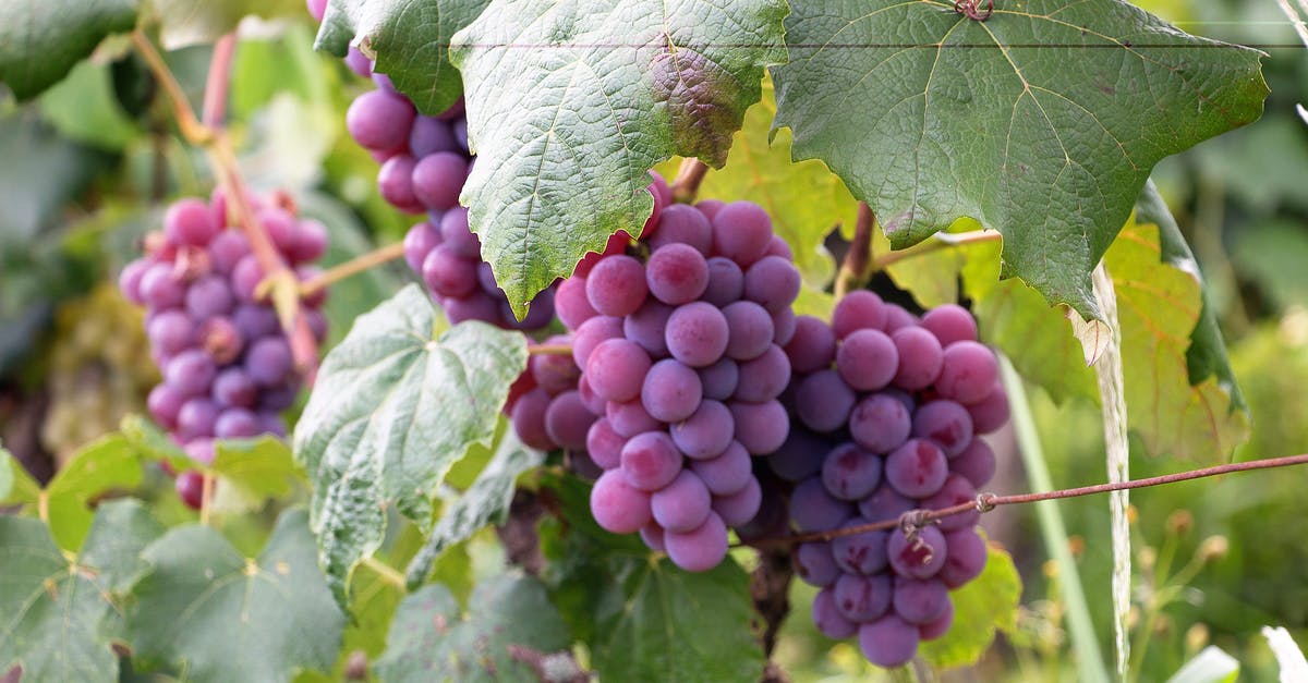 Can a wine press juice citrus? - Purple Grapes Can a wine press juice citrus? - Purple Grapes