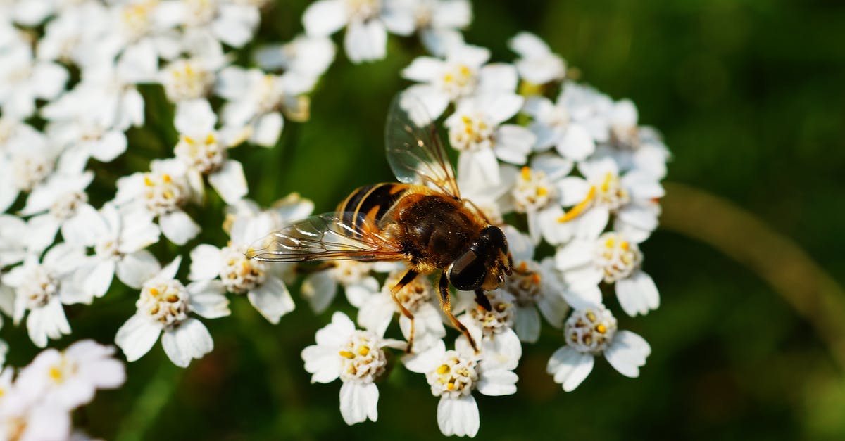 Can agave nectar be substituted for honey in baking? - Brown and Black Honey Bee on White Flower Near Green Plants during Daytime