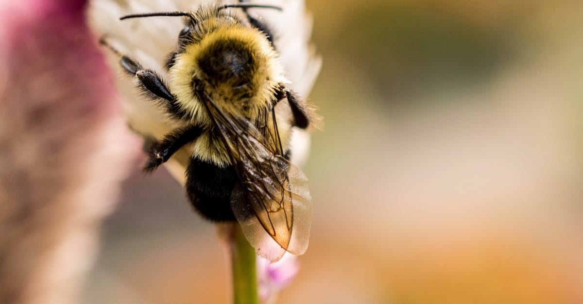 Can agave nectar be substituted for honey in baking? - Selective-focus Photography of Bee on Top of Flower