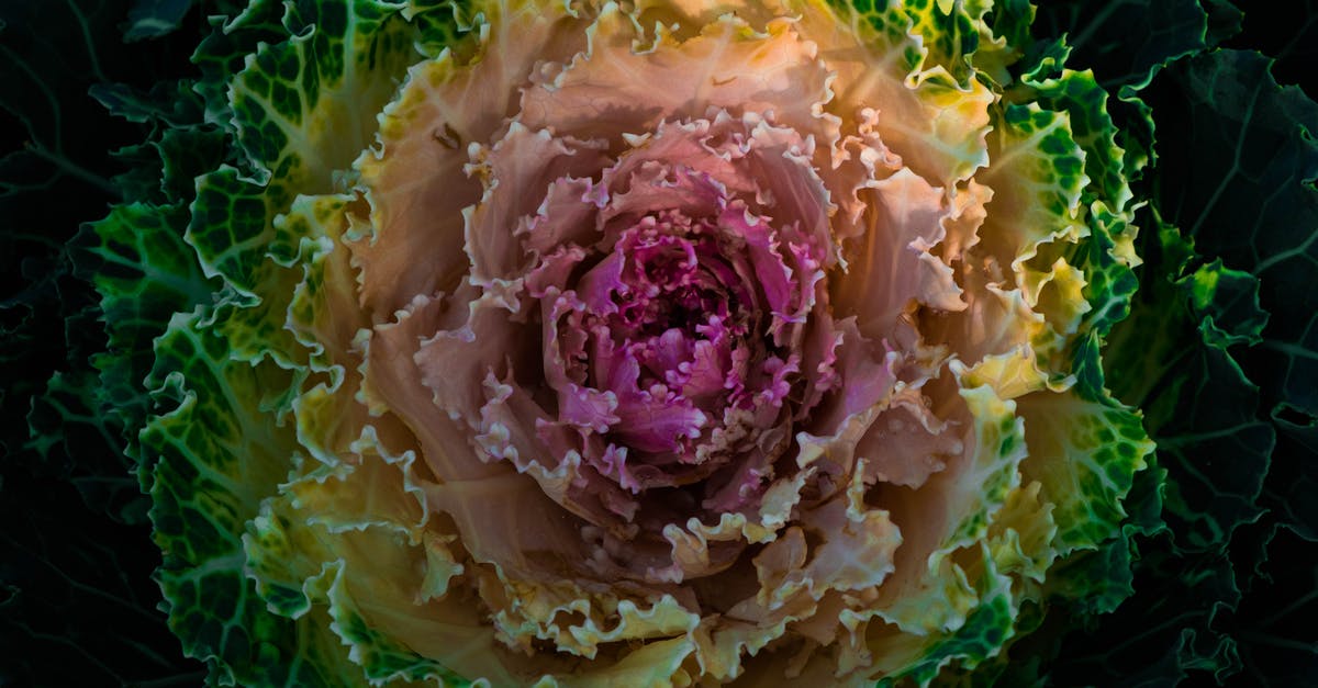 Can cabbage leaf (stalk leaf not the outer leaf) be eaten? - HD Photography Of Flowering Cabbage Can cabbage leaf (stalk leaf not the outer leaf) be eaten? - HD Photography Of Flowering Cabbage