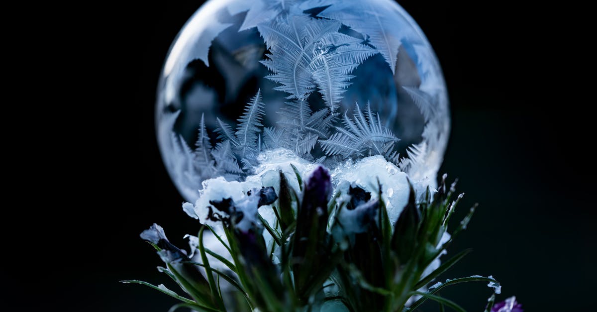 Can frozen (fresh) flower petals be used in baking the same as unfrozen fresh petals? - Shiny frozen soap bubble near blooming flower bouquet with delicate petals and long leaves on black background Can frozen (fresh) flower petals be used in baking the same as unfrozen fresh petals? - Shiny frozen soap bubble near blooming flower bouquet with delicate petals and long leaves on black background