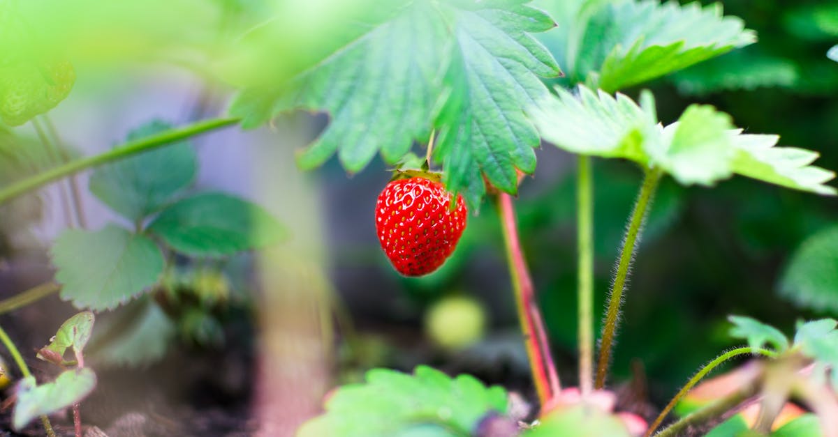Can I eat Chia leaves? - Selective Focus Photography of Red Strawberry Fruit Can I eat Chia leaves? - Selective Focus Photography of Red Strawberry Fruit