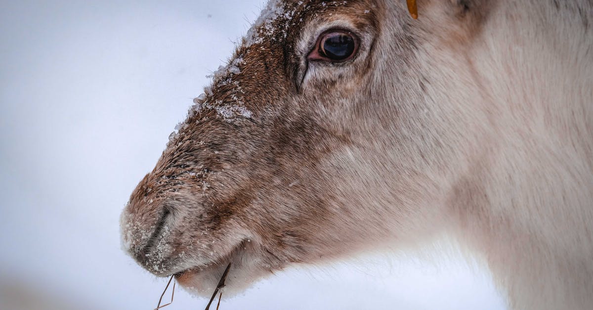 can I freeze chicken defrost it and eat cold for lunch? - Side view of furry reindeer eating dry grass on snowy meadow in winter can I freeze chicken defrost it and eat cold for lunch? - Side view of furry reindeer eating dry grass on snowy meadow in winter