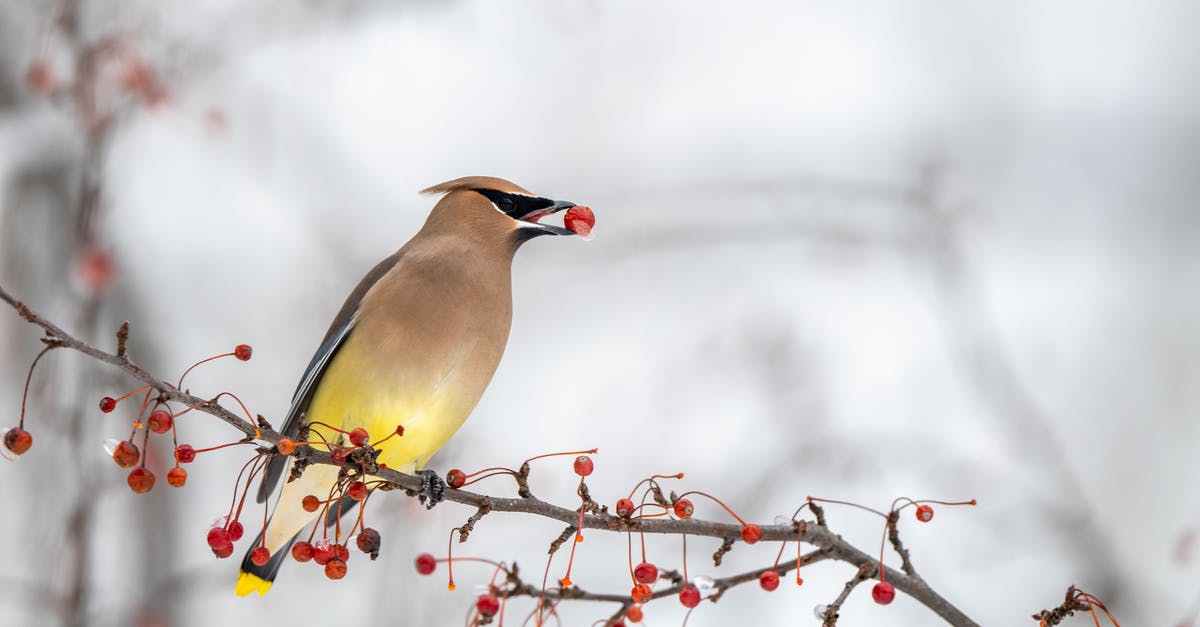 can I freeze chicken defrost it and eat cold for lunch? - Beautiful waxwing bird with bright multicolored feathers sitting on leafless tree branch with red berry in beak in winter forest can I freeze chicken defrost it and eat cold for lunch? - Beautiful waxwing bird with bright multicolored feathers sitting on leafless tree branch with red berry in beak in winter forest