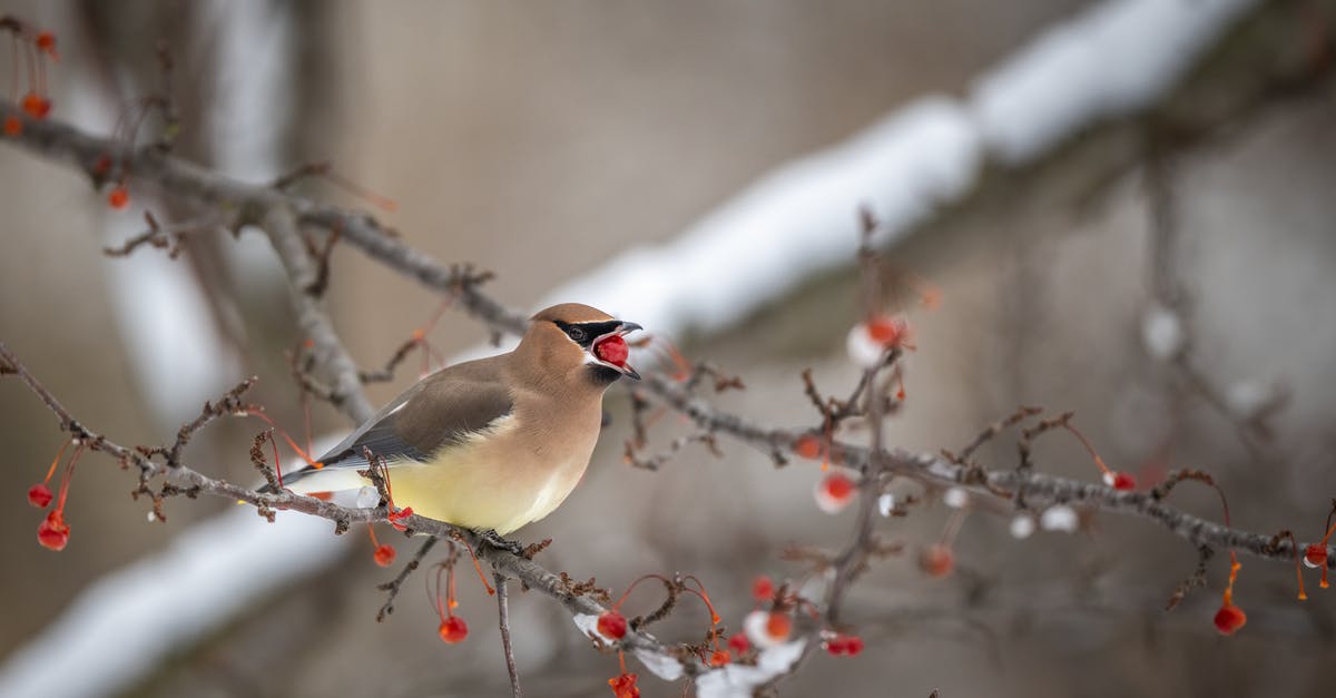 can I freeze chicken defrost it and eat cold for lunch? - Small waxwing bird with red berry in beak on tree can I freeze chicken defrost it and eat cold for lunch? - Small waxwing bird with red berry in beak on tree