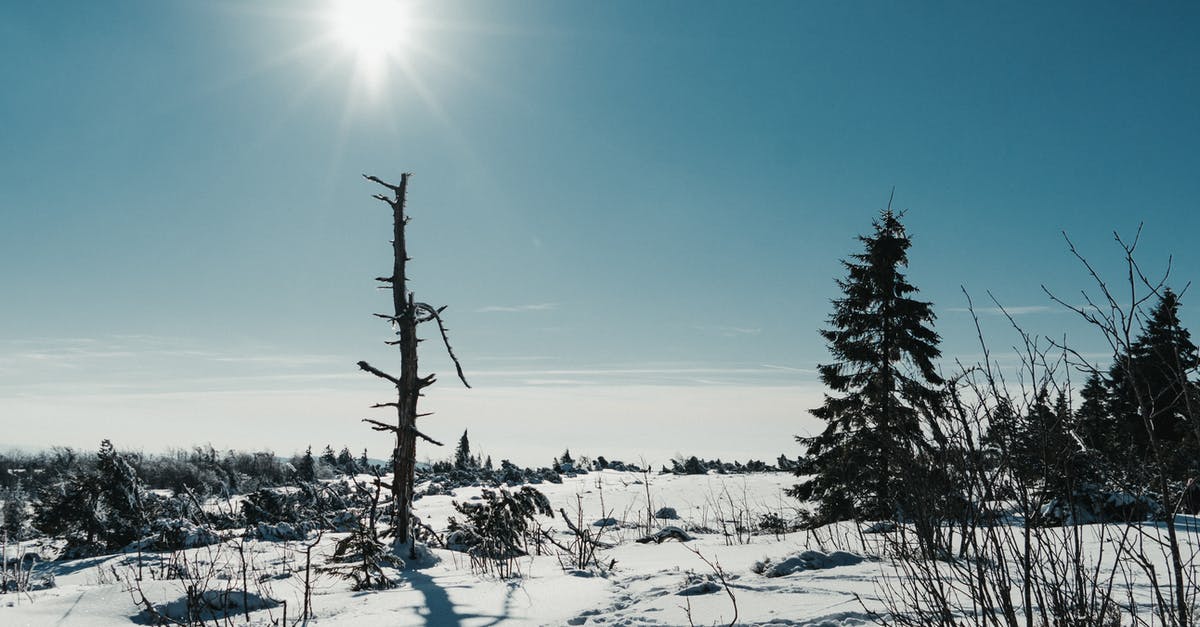 Can I freeze stir-fry vegetables? - Picturesque scenery of coniferous trees growing in snowy valley in winter day under blue cloudless sky Can I freeze stir-fry vegetables? - Picturesque scenery of coniferous trees growing in snowy valley in winter day under blue cloudless sky