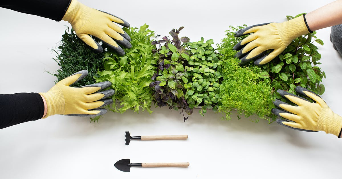 Can I grow Mung lentil sprouts to leaves? - Microgreens on White Table
