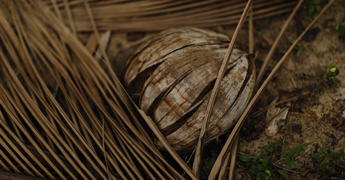 Can I make sweetened coconut from dried coconut? - Brown Coconut Fruit on the Ground