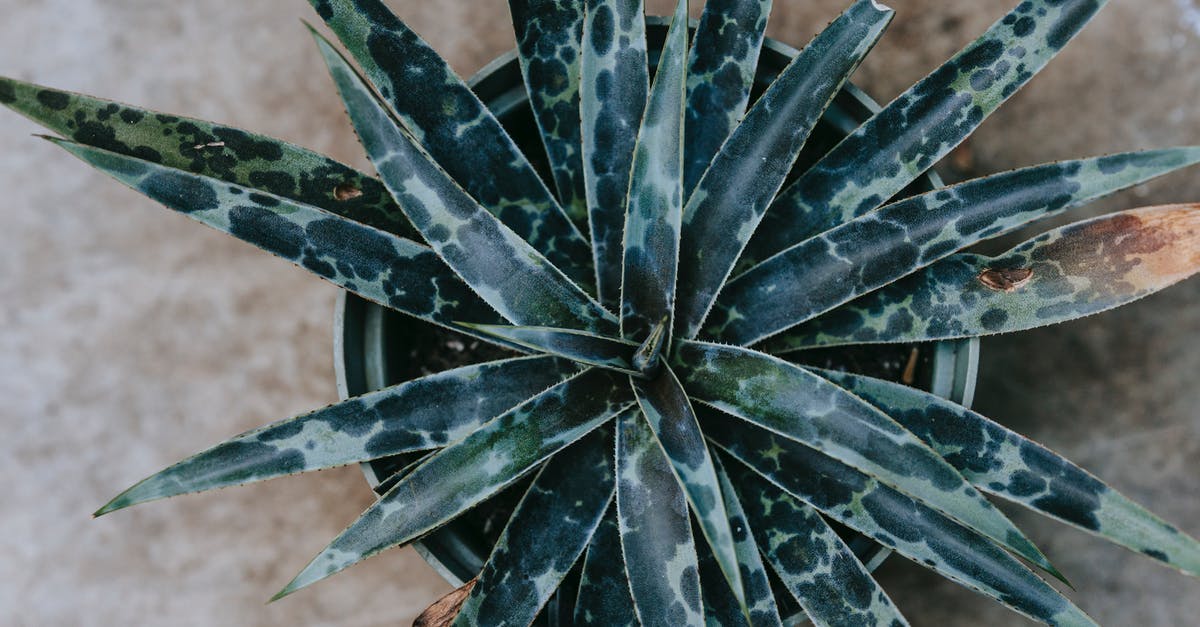 Can I repair a pan where a spot on the bottom changed after staying too long on the burner? - Agave with ornamental leaves in pot on floor Can I repair a pan where a spot on the bottom changed after staying too long on the burner? - Agave with ornamental leaves in pot on floor
