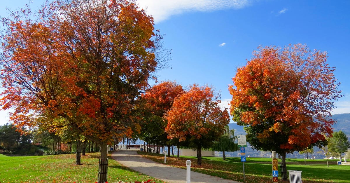 Can I season a wok on an induction cooktop? - Red Leaf Trees In The Park