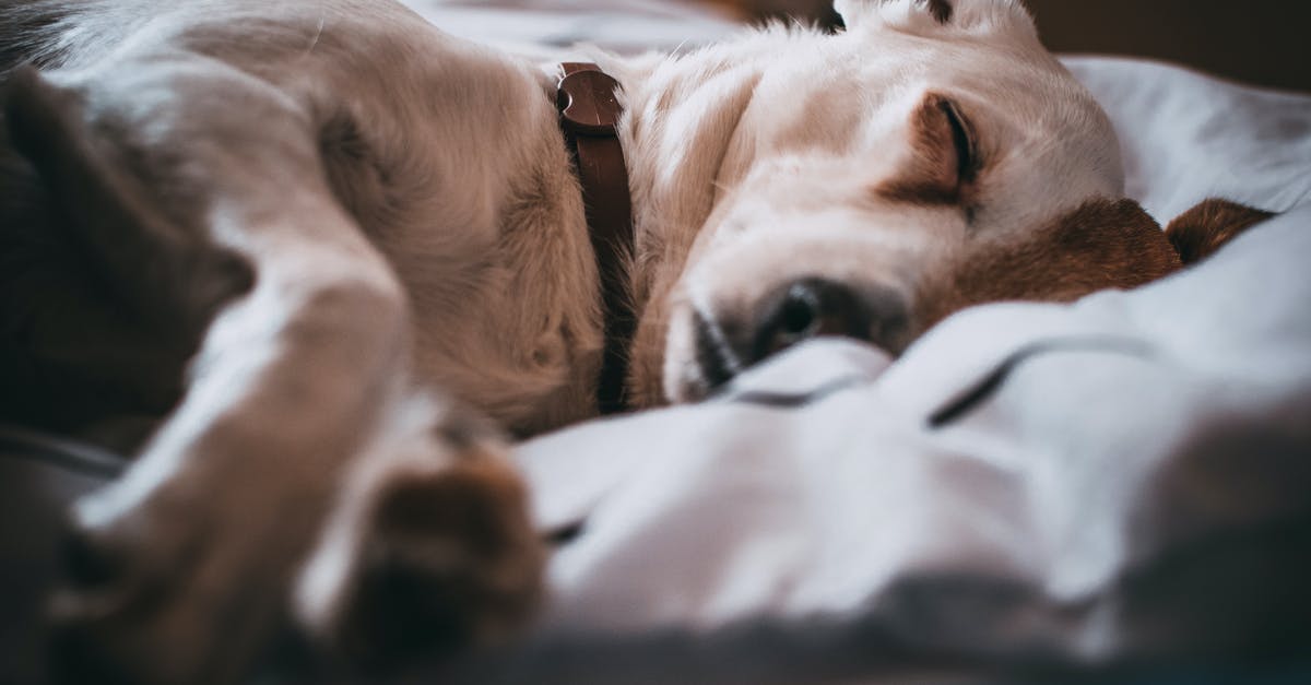 Can I selectively breed my sourdough starter? - Close-Up Photo of Sleeping Dog Can I selectively breed my sourdough starter? - Close-Up Photo of Sleeping Dog
