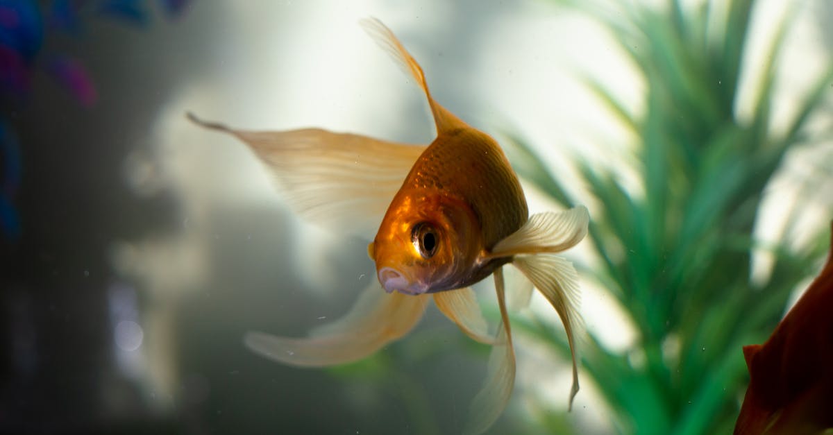 Can I selectively breed my sourdough starter? - Goldfish in Water Can I selectively breed my sourdough starter? - Goldfish in Water