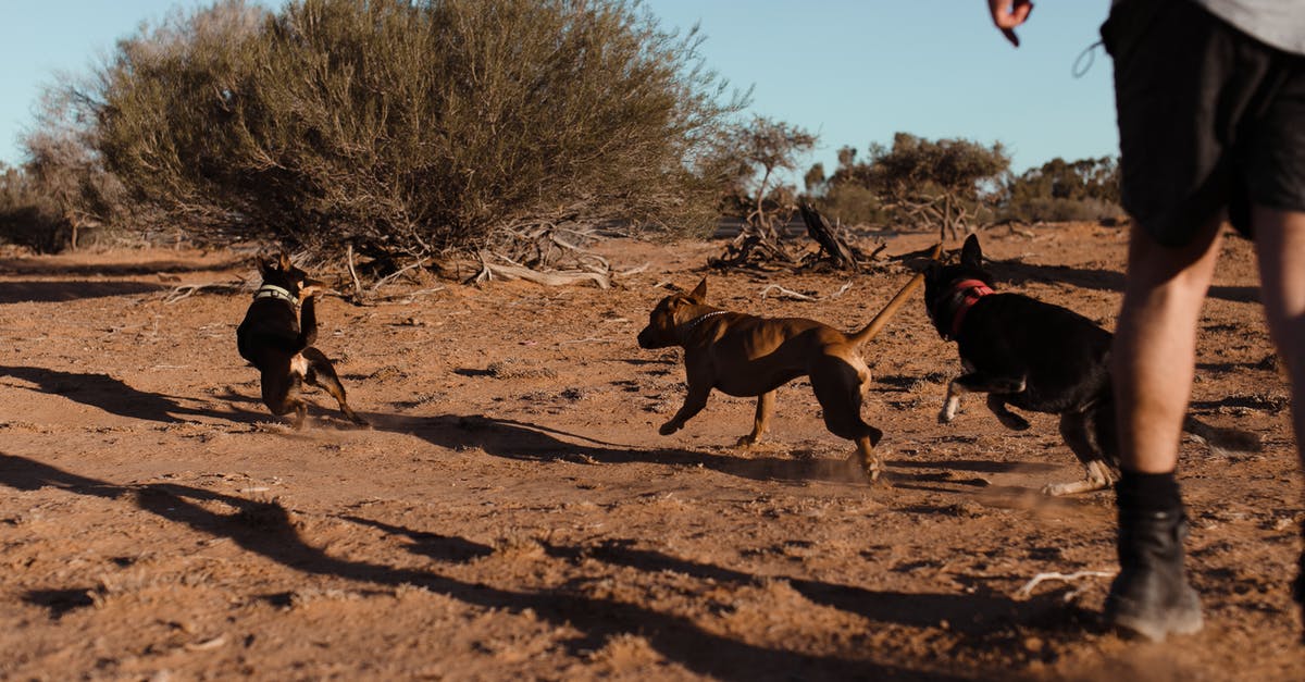 Can I slow cook in short intervals? - Group of dogs running away from man on sand Can I slow cook in short intervals? - Group of dogs running away from man on sand