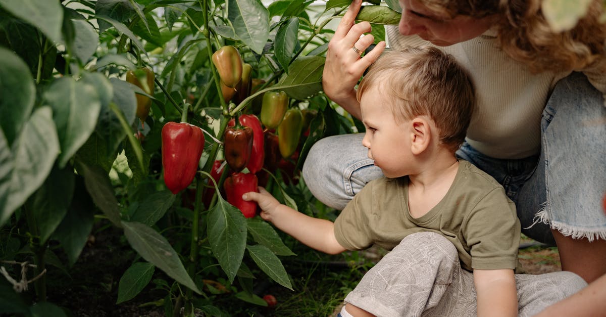 Can I stuff peeled bell peppers? - Boy in Green Crew Neck T-shirt Holding Red Bell Pepper Can I stuff peeled bell peppers? - Boy in Green Crew Neck T-shirt Holding Red Bell Pepper