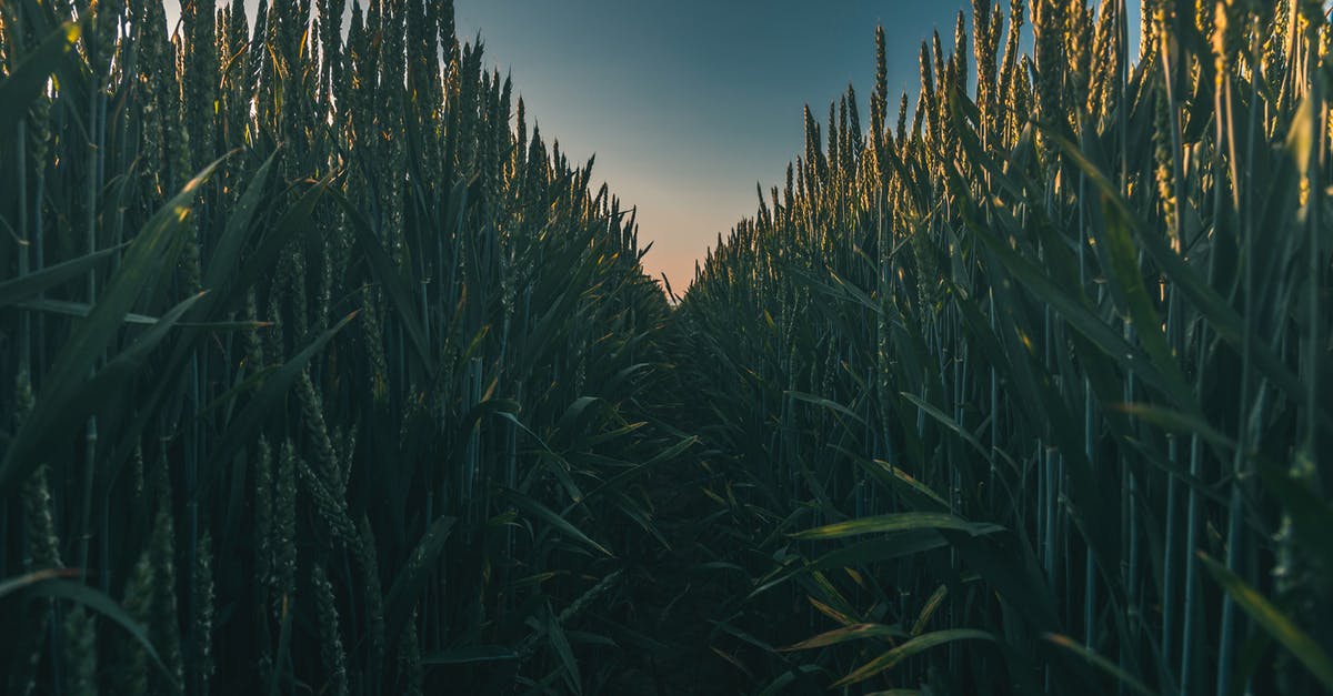 Can I substitute Fenugreek seeds for leaves? - Photo of Corn Field Can I substitute Fenugreek seeds for leaves? - Photo of Corn Field