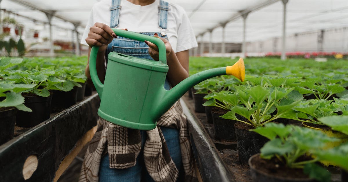 Can I substitute Fenugreek seeds for leaves? - A Girl Watering The Plants Can I substitute Fenugreek seeds for leaves? - A Girl Watering The Plants