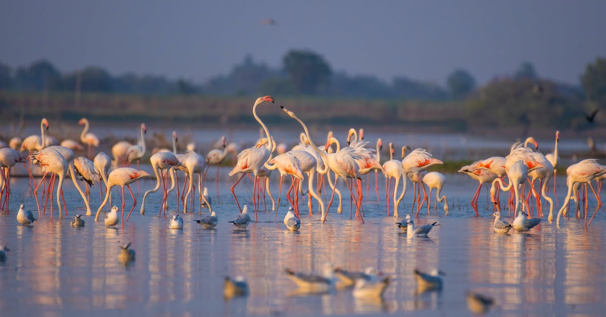 Can I use duck feet to make duck stock - Flock of flamingos walking on lake near ducks in evening Can I use duck feet to make duck stock - Flock of flamingos walking on lake near ducks in evening
