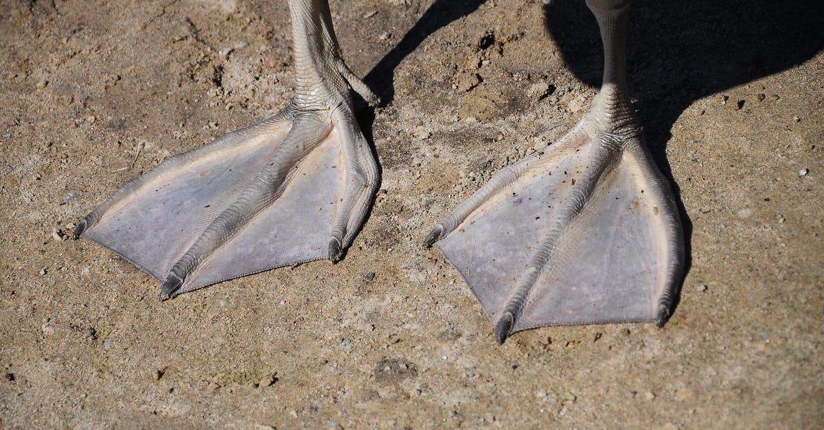 Can I use duck feet to make duck stock - Close-up Photo of Duck's Feet Can I use duck feet to make duck stock - Close-up Photo of Duck's Feet