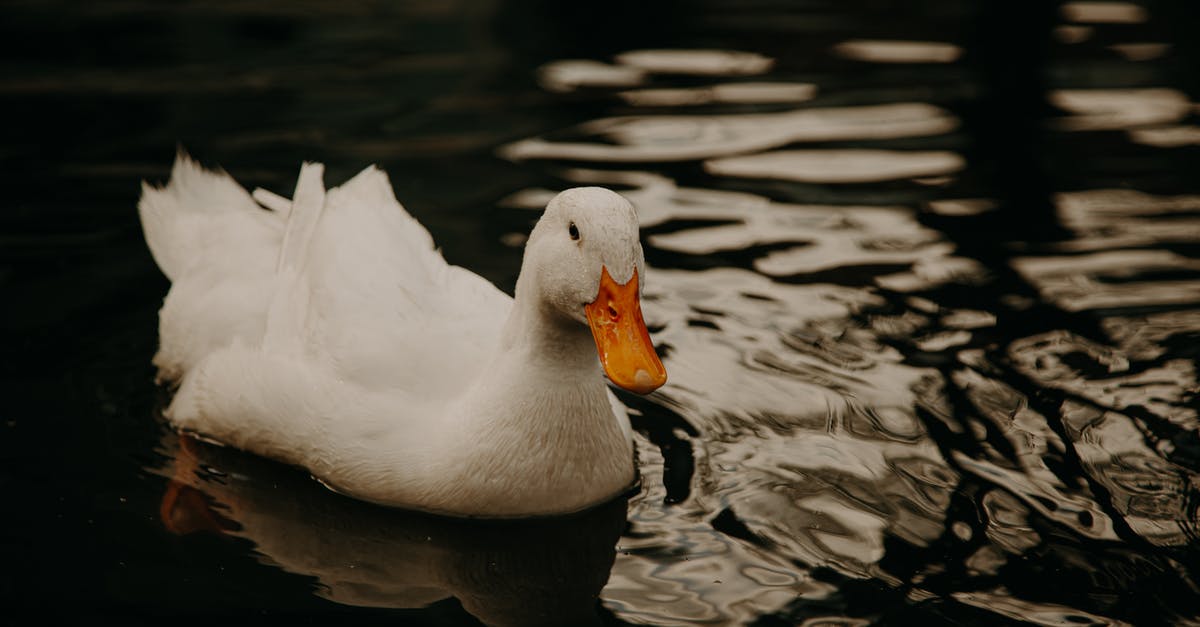 Can I use duck feet to make duck stock - White Swan on Water Can I use duck feet to make duck stock - White Swan on Water