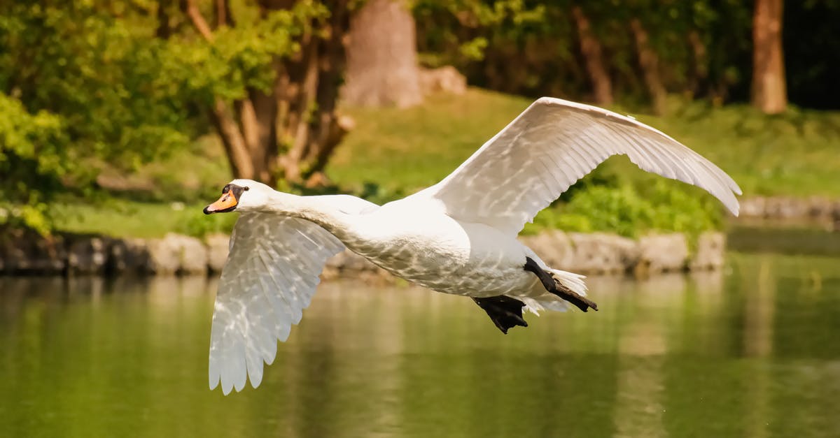 Can I use duck feet to make duck stock - A Swan Flying Above the Water Can I use duck feet to make duck stock - A Swan Flying Above the Water