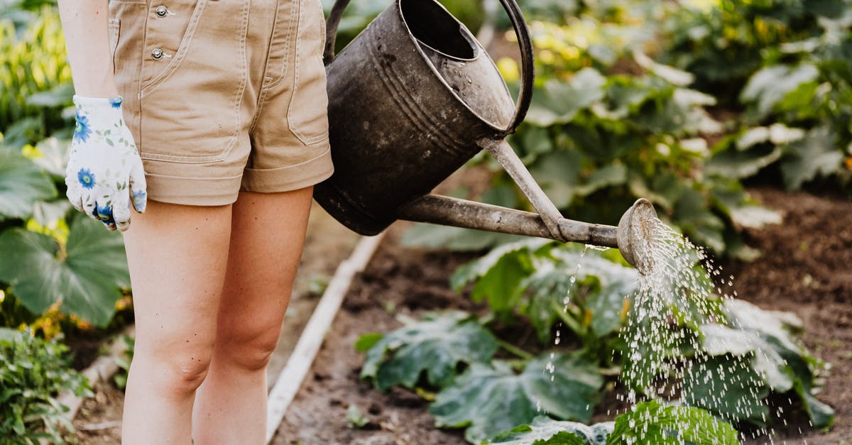 Can I use frozen vegetables in smoothies? - Person in Brown Shorts Watering The Plants Can I use frozen vegetables in smoothies? - Person in Brown Shorts Watering The Plants