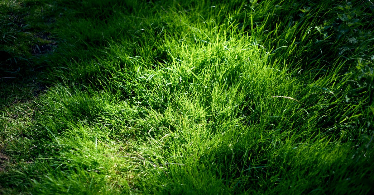 Can I use green cardamomm pods and ground cardamom interchangeably? - Green Grass Field Can I use green cardamomm pods and ground cardamom interchangeably? - Green Grass Field