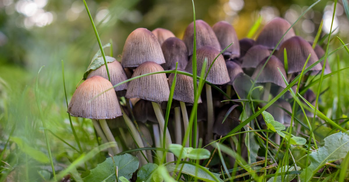 Can I use Portobello Mushrooms in Lasagna? - Brown Mushrooms on Green Grass