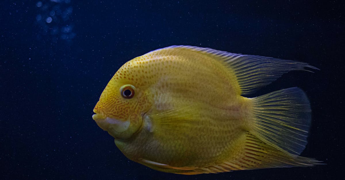 Can I use Yellow Croaker for fish and chips? - Yellow Fish in Close-up Photography Can I use Yellow Croaker for fish and chips? - Yellow Fish in Close-up Photography