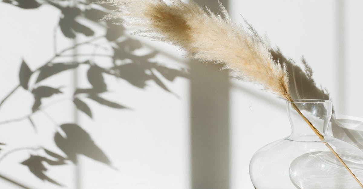 Can laypeople shuck Babylonia genus easily? - Dried pampas grass in glass vase placed on table against white wall with shadows Can laypeople shuck Babylonia genus easily? - Dried pampas grass in glass vase placed on table against white wall with shadows