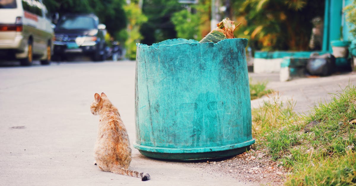 Can of chicken left in hot car - okay or trash - Red stray cat sitting on asphalt sidewalk near shabby trash can with garbage on street with cars and green trees Can of chicken left in hot car - okay or trash - Red stray cat sitting on asphalt sidewalk near shabby trash can with garbage on street with cars and green trees