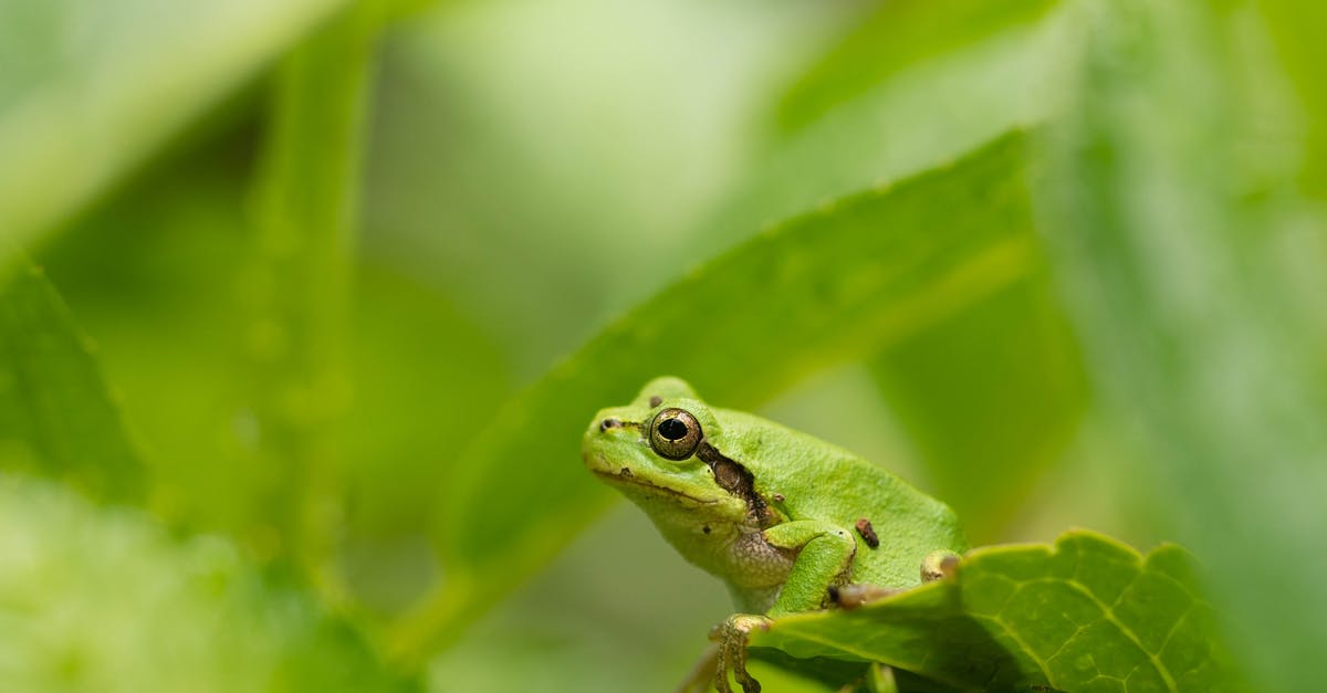 Can Wild Yam (dioscorea villosa) replace Yamaimo (d. japonica) in japanese cuisine? - Green Hyla japonica frog on leaf Can Wild Yam (dioscorea villosa) replace Yamaimo (d. japonica) in japanese cuisine? - Green Hyla japonica frog on leaf