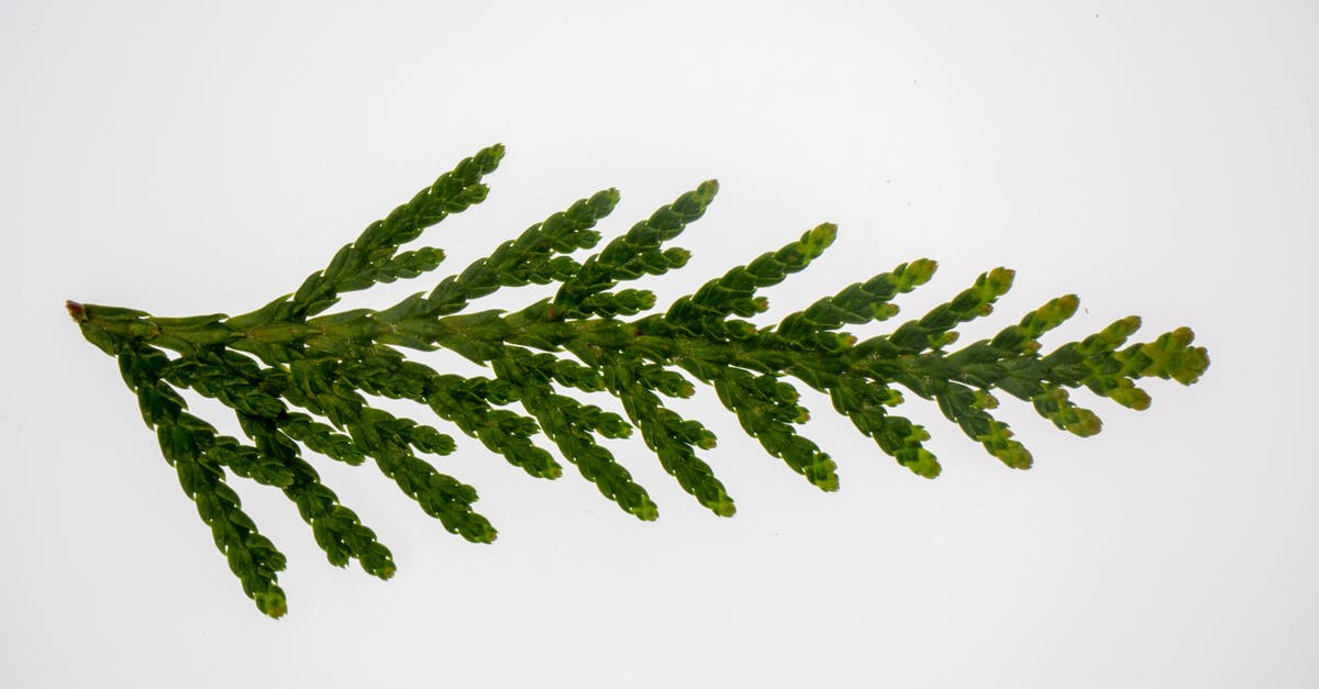 Can Wild Yam (dioscorea villosa) replace Yamaimo (d. japonica) in japanese cuisine? - Foliage of Japanese thuja coniferous tree Can Wild Yam (dioscorea villosa) replace Yamaimo (d. japonica) in japanese cuisine? - Foliage of Japanese thuja coniferous tree