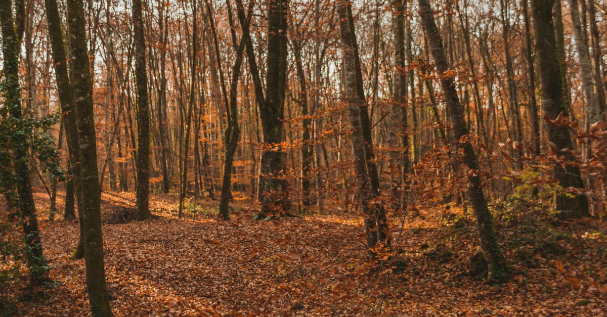 Can you dry out pickle brine to leave a seasoned salt? - Empty pathway covered with dry fallen leaves between tall trunks of trees in autumn woods Can you dry out pickle brine to leave a seasoned salt? - Empty pathway covered with dry fallen leaves between tall trunks of trees in autumn woods