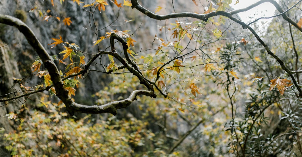 Can you dry out pickle brine to leave a seasoned salt? - Branches of tree with yellow leaves in autumn Can you dry out pickle brine to leave a seasoned salt? - Branches of tree with yellow leaves in autumn