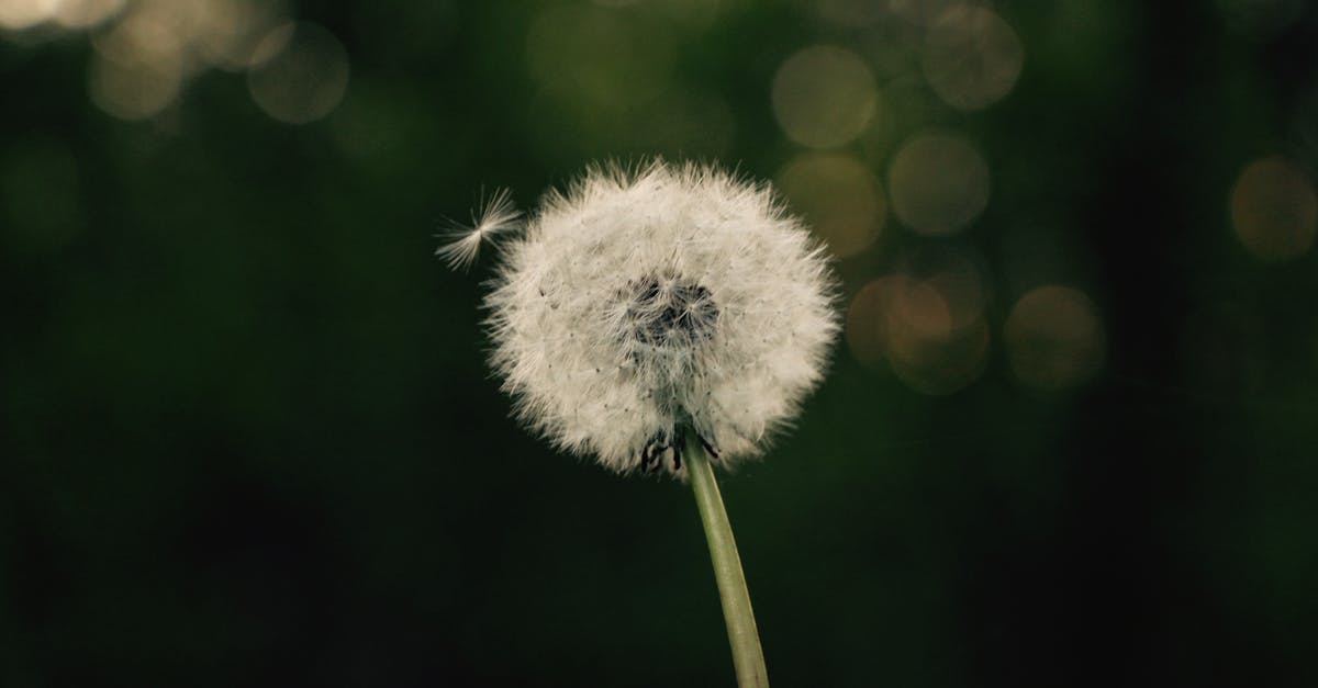 Can you season over some thin flash rust and get a usable pan as a result? What are the downsides of doing so? - White dandelion bud long thin stem growing in nature against blurred bokeh background Can you season over some thin flash rust and get a usable pan as a result? What are the downsides of doing so? - White dandelion bud long thin stem growing in nature against blurred bokeh background