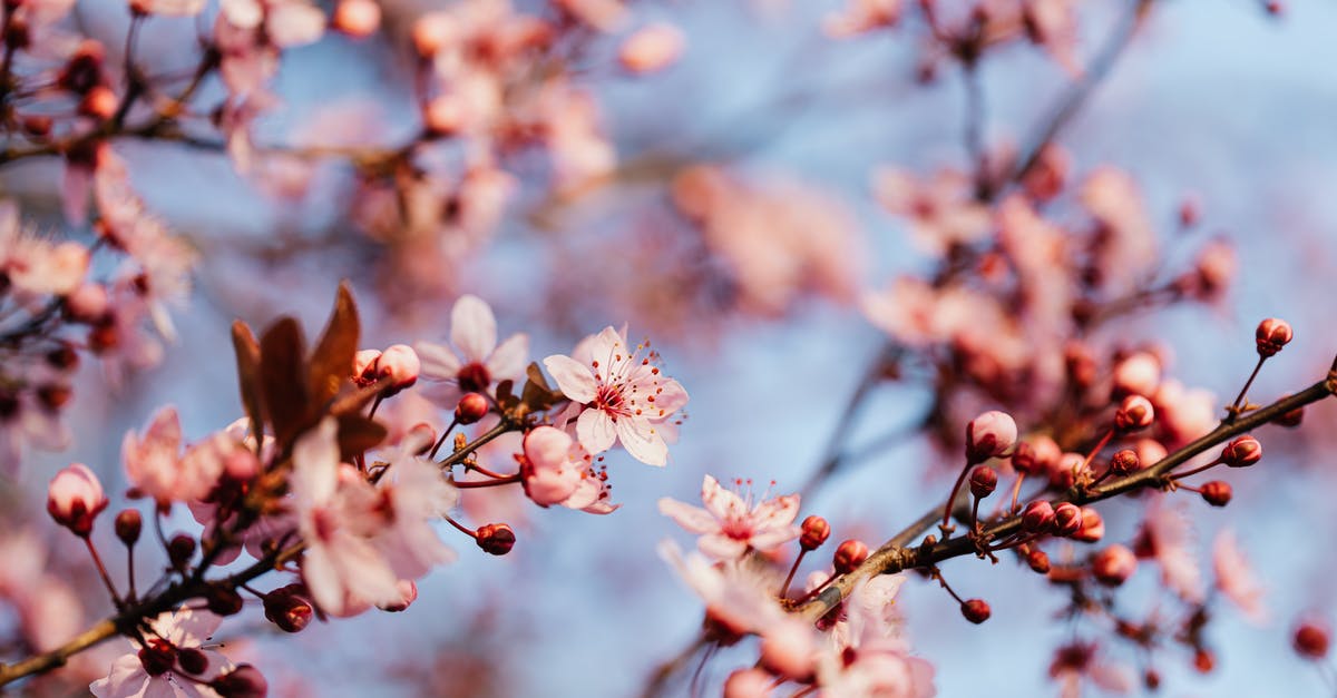 Can you season over some thin flash rust and get a usable pan as a result? What are the downsides of doing so? - From below of thin branch of blooming sakura tree against blurred cloudless sky Can you season over some thin flash rust and get a usable pan as a result? What are the downsides of doing so? - From below of thin branch of blooming sakura tree against blurred cloudless sky