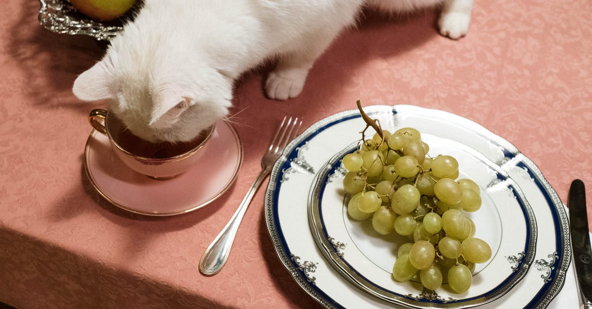 Can you sharpen a ceramic knife? - White Cat Drinking in a Cup Can you sharpen a ceramic knife? - White Cat Drinking in a Cup