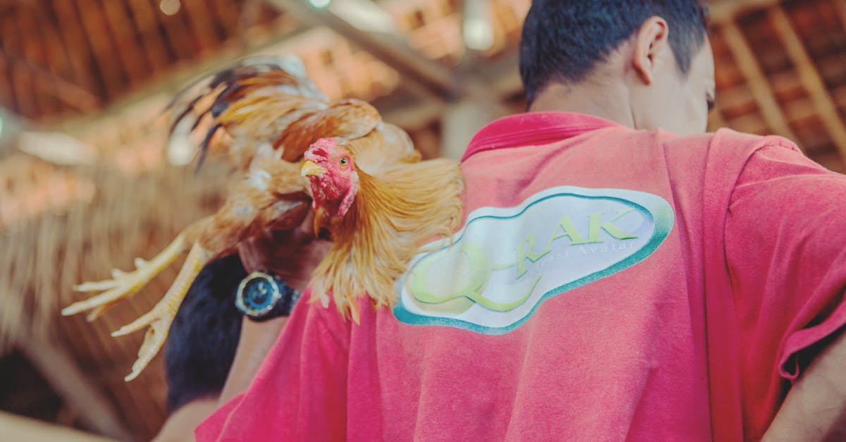 Can you\why don't some restuarants marinade without chicken skin? - Men's Red Top and Brown Rooster Can you\why don't some restuarants marinade without chicken skin? - Men's Red Top and Brown Rooster